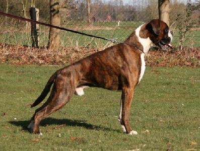Silas vom Okeler Forst, Daten-Stand Silas vom Okeler Forst, Daten-Stand