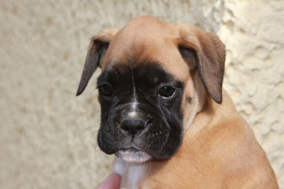 Frieda vom Lankwitzer Orden, Daten Kopf, 22.11.2017 Frieda vom Lankwitzer Orden, Daten Kopf, 22.11.2017