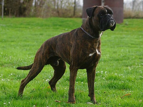 Alarich von Altenburg Alarich von Altenburg