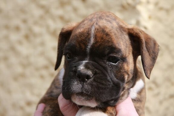 Florentine vom Lankwitzer Orden - Welpenfoto Florentine vom Lankwitzer Orden - Welpenfoto