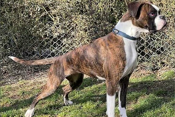 Mimi vom Lankwitzer Orden - Daten-Stand Mimi vom Lankwitzer Orden - Daten-Stand