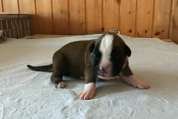 Maya vom Lankwitzer Orden - Tag 7 Maya vom Lankwitzer Orden - Tag 7