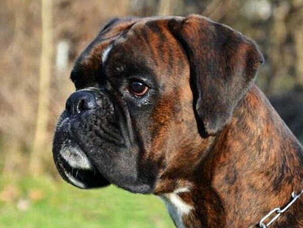 Gisbert von Preußen´s Eden, Daten Kopf Gisbert von Preußen´s Eden, Daten Kopf