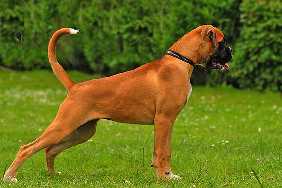 Frieda vom Lankwitzer Orden, Daten-Stand Frieda vom Lankwitzer Orden, Daten-Stand