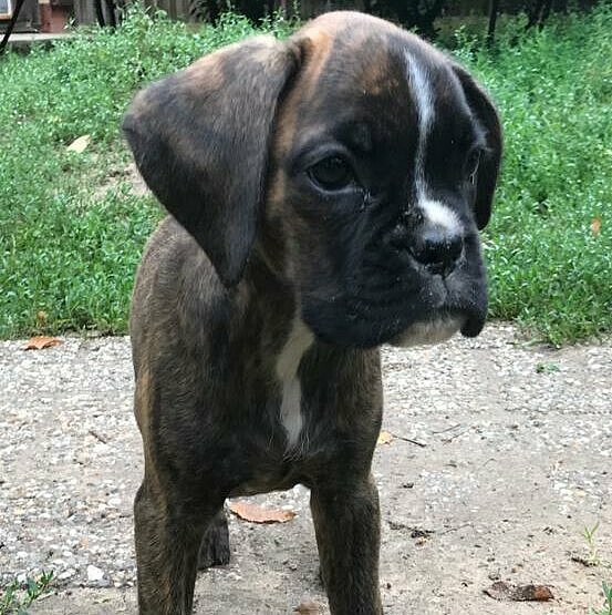 Sybille vom Lankwitzer Orden Sybille vom Lankwitzer Orden