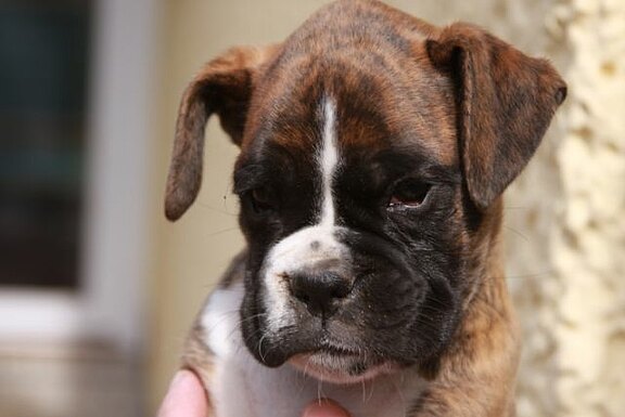 Frodo vom Lankwitzer Orden - Daten-Stand Frodo vom Lankwitzer Orden - Daten-Stand