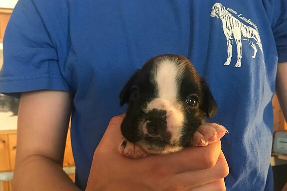 Mira vom Lankwitzer Orden - Tag 21 Mira vom Lankwitzer Orden - Tag 21