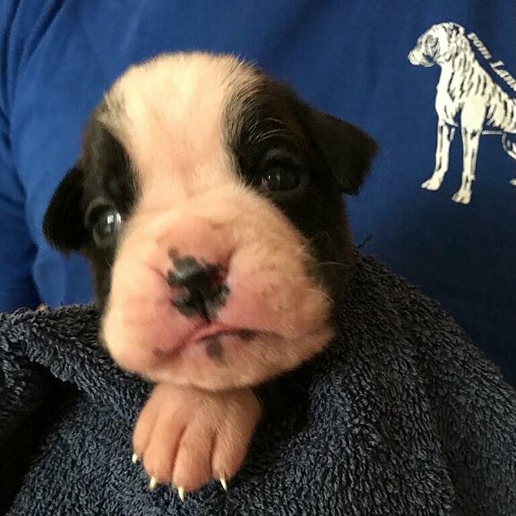 Zensia vom Lankwitzer Orden - Tag 14 Zensia vom Lankwitzer Orden - Tag 14