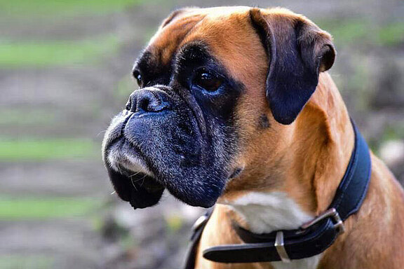 Frieda vom Lankwitzer Orden, Daten-Kopf Frieda vom Lankwitzer Orden, Daten-Kopf