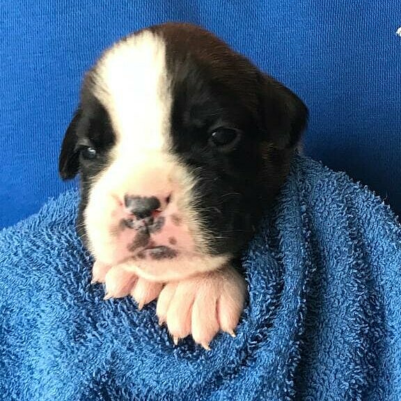 Sola vom Lankwitzer Orden - Tag 14 Sola vom Lankwitzer Orden - Tag 14