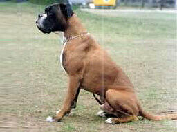 Quno vom Drosselberg Quno vom Drosselberg