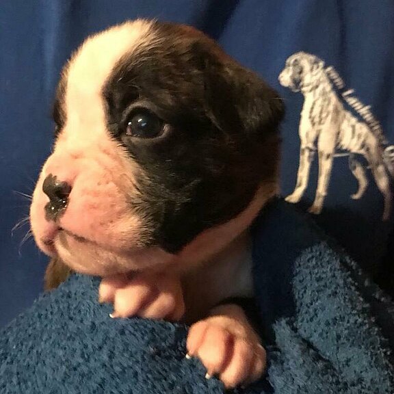 Zensia vom Lankwitzer Orden - Tag 21 Zensia vom Lankwitzer Orden - Tag 21