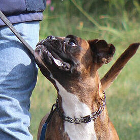 Johanna vom Lankwitzer Orden, Daten-Stand Johanna vom Lankwitzer Orden, Daten-Stand