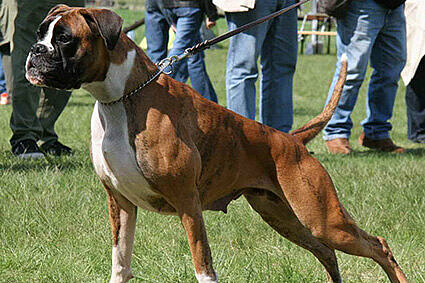 Jaylo von Ehra, Daten-Stand Jaylo von Ehra, Daten-Stand