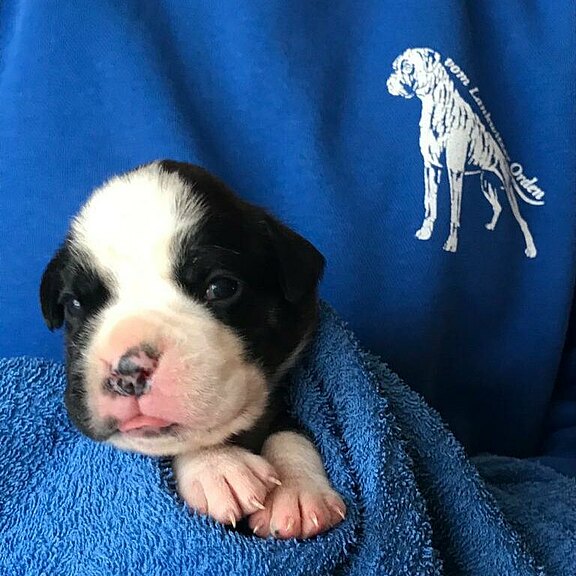 Sanson vom Lankwitzer Orden - Tag 14 Sanson vom Lankwitzer Orden - Tag 14