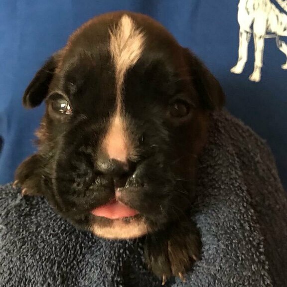 Zora vom Lankwitzer Orden, Tag 14 Zora vom Lankwitzer Orden, Tag 14