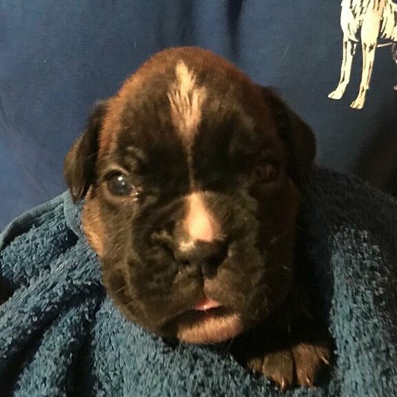 Zora vom Lankwitzer Orden, Tag 21 Zora vom Lankwitzer Orden, Tag 21