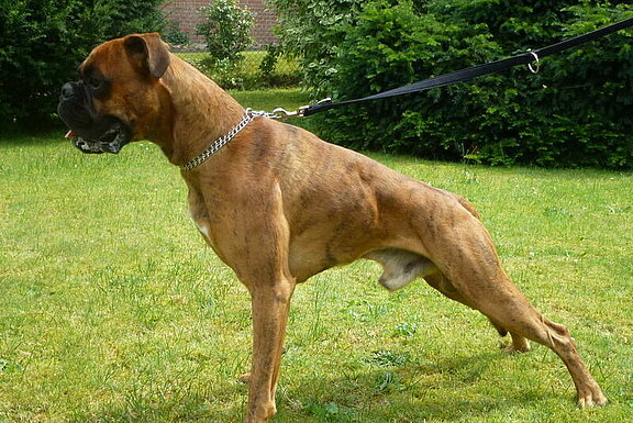 Fiete vom Lankwitzer Orden - Daten-Stand Fiete vom Lankwitzer Orden - Daten-Stand