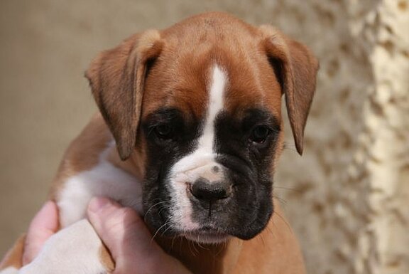 Fielus vom Lankwitzer Orden - Daten-Stand Fielus vom Lankwitzer Orden - Daten-Stand