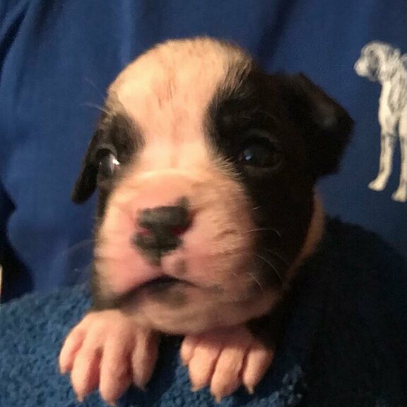 Zilly vom Lankwitzer Orden, Tag 21 Zilly vom Lankwitzer Orden, Tag 21