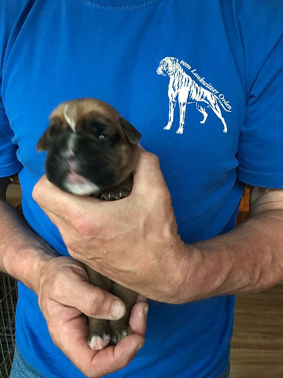 Nelly Rose vom Lankwitzer Orden - Tag 7 Nelly Rose vom Lankwitzer Orden - Tag 7