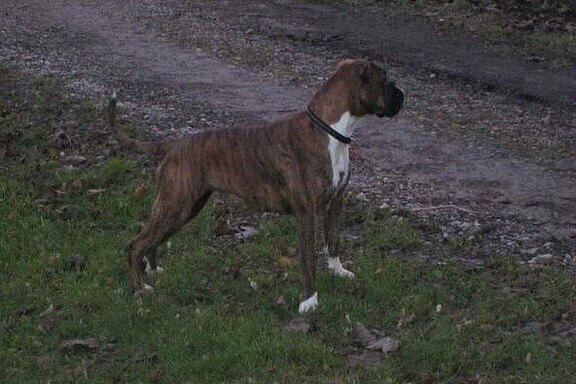 Florentine vom Lankwitzer Orden - Daten-Stand Florentine vom Lankwitzer Orden - Daten-Stand