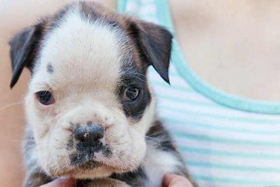 Monte-Bosco vom Lankwitzer Orden - Tag 35 Monte-Bosco vom Lankwitzer Orden - Tag 35