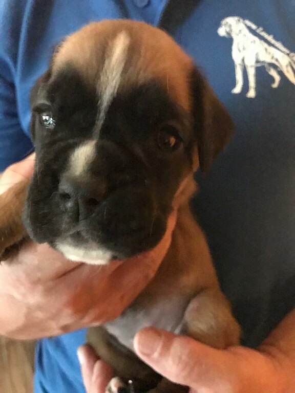 Nuri vom Lankwitzer Orden - Tag 23 Nuri vom Lankwitzer Orden - Tag 23