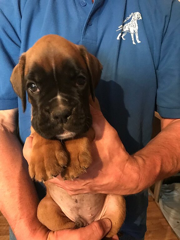 Neptun vom Lankwitzer Orden, Tag 38 Neptun vom Lankwitzer Orden, Tag 38