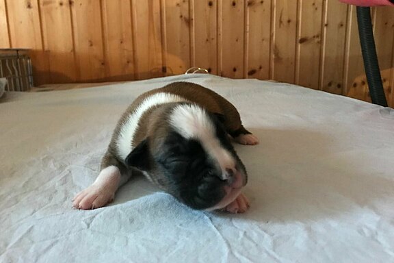 Moses vom Lankwitzer Orden - Tag 7 Moses vom Lankwitzer Orden - Tag 7