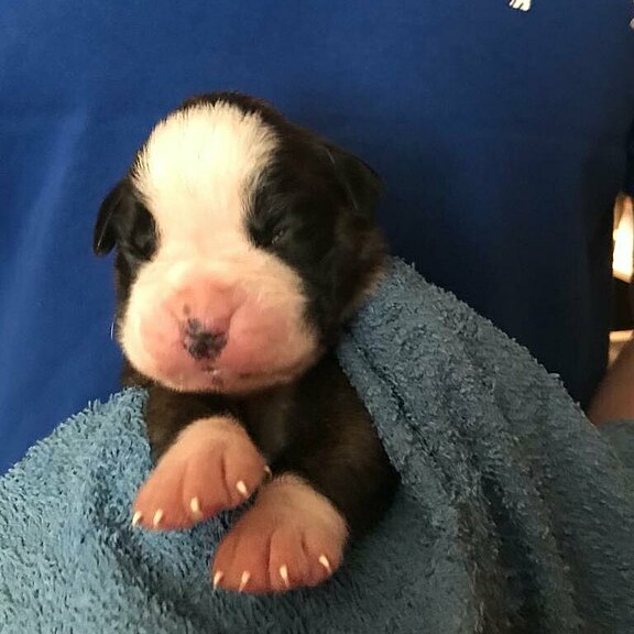 Zensia vom Lankwitzer Orden, Tag 7 Zensia vom Lankwitzer Orden, Tag 7