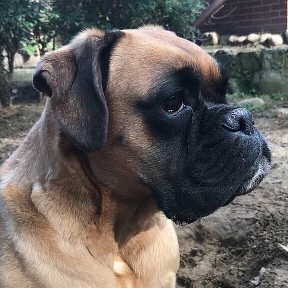 Kiwi vom Langwitzer Orden, Daten-Kopf Kiwi vom Langwitzer Orden, Daten-Kopf