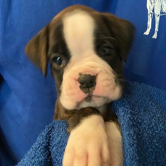 Zilly vom Lankwitzer Orden - Tag 35 Zilly vom Lankwitzer Orden - Tag 35