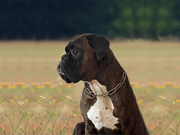 Abel vom Berlin Devil