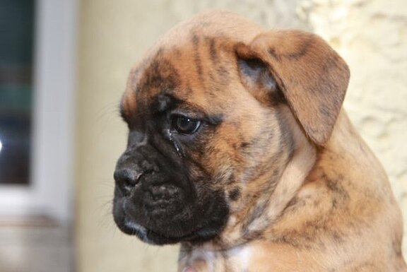 Fiete vom Lankwitzer Orden - Daten-Kopf Fiete vom Lankwitzer Orden - Daten-Kopf