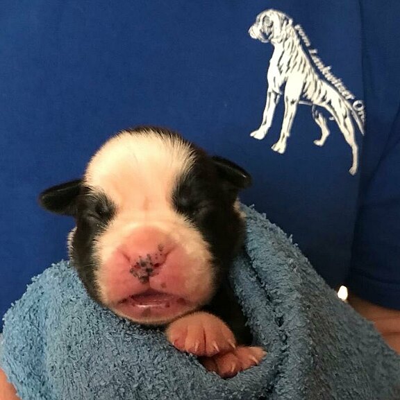 Zilly vom Lankwitzer Orden - Tag 7 Zilly vom Lankwitzer Orden - Tag 7