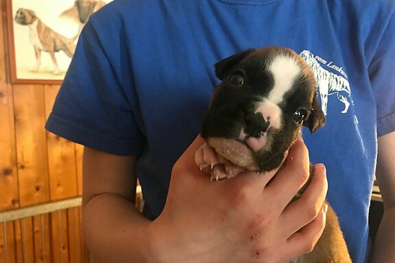 Moses vom Lankwitzer Orden - Tag 21 Moses vom Lankwitzer Orden - Tag 21