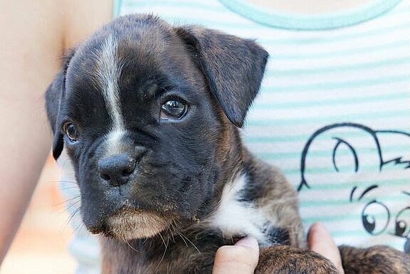 Martha vom Lankwitzer Orden - Tag 35 Martha vom Lankwitzer Orden - Tag 35