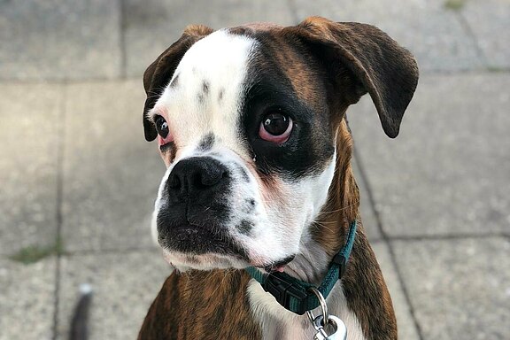 Monte-Bosco vom Lankwitzer Orden - Daten-Kopf Monte-Bosco vom Lankwitzer Orden - Daten-Kopf