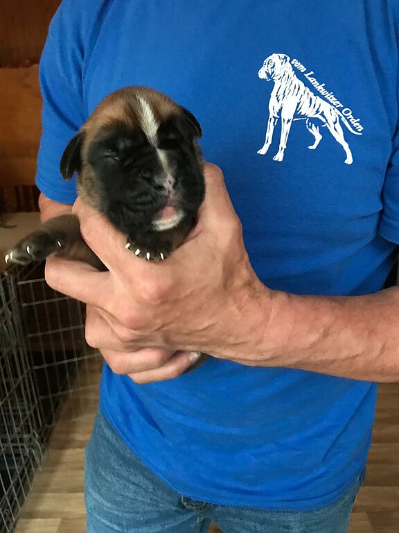 Neptun vom Lankwitzer Orden, Tag 7 Neptun vom Lankwitzer Orden, Tag 7