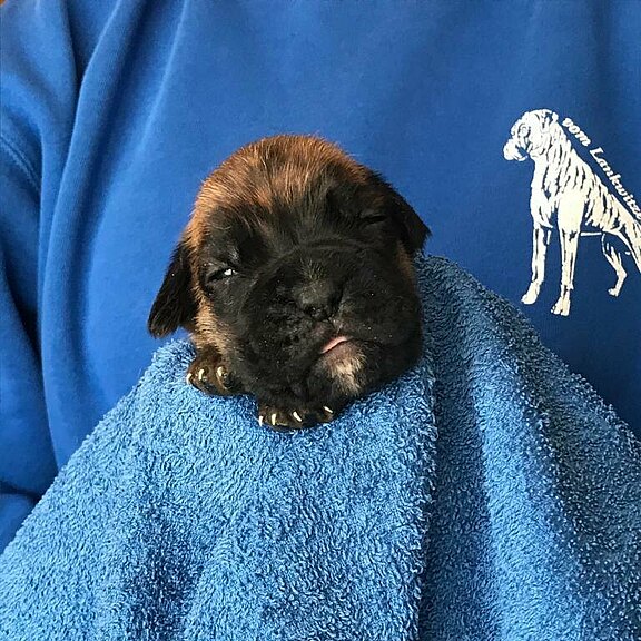 Sherlock vom Lankwitzer Orden - Tag 14 Sherlock vom Lankwitzer Orden - Tag 14