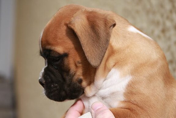 Fielus vom Lankwitzer Orden - Daten-Kopf Fielus vom Lankwitzer Orden - Daten-Kopf