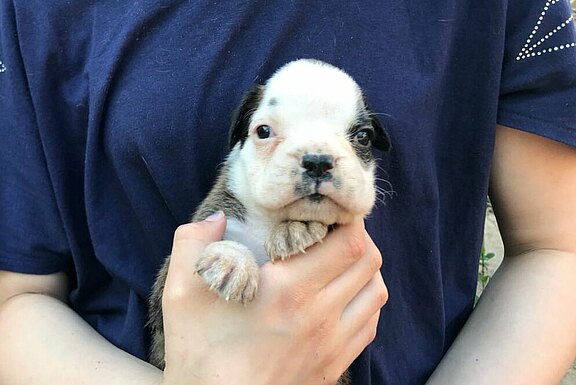 Monte-Bosco vom Lankwitzer Orden - Tag 28 Monte-Bosco vom Lankwitzer Orden - Tag 28