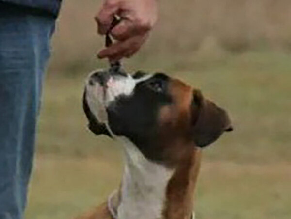 Inge vom Lankwitzer Orden Inge vom Lankwitzer Orden