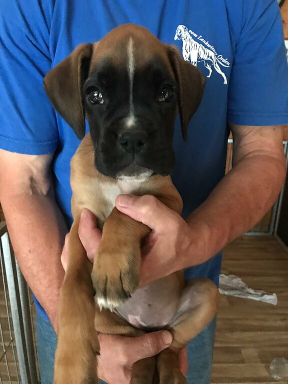 Nuri vom Lankwitzer Orden - Tag 67 Nuri vom Lankwitzer Orden - Tag 67