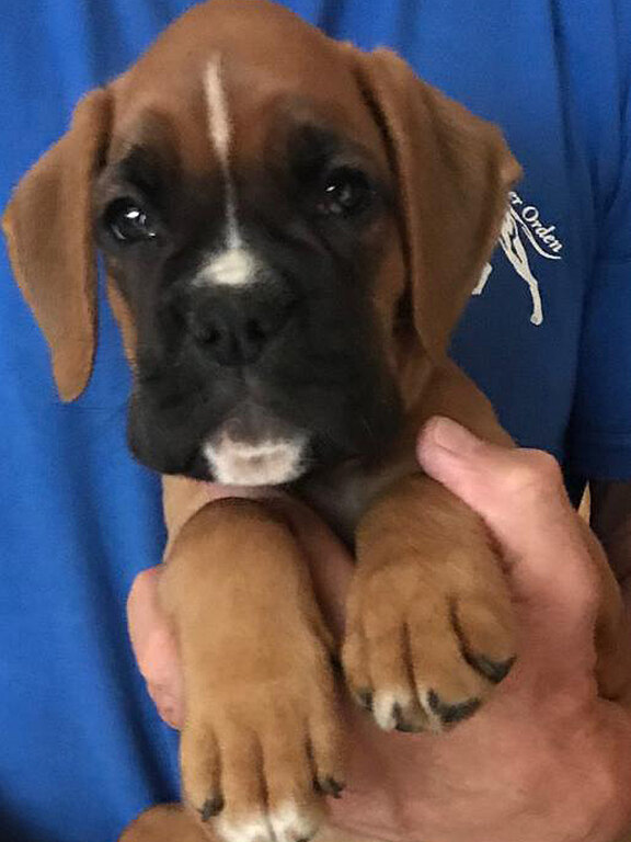 Nelly Rose vom Lankwitzer Orden - Tag 67 Nelly Rose vom Lankwitzer Orden - Tag 67