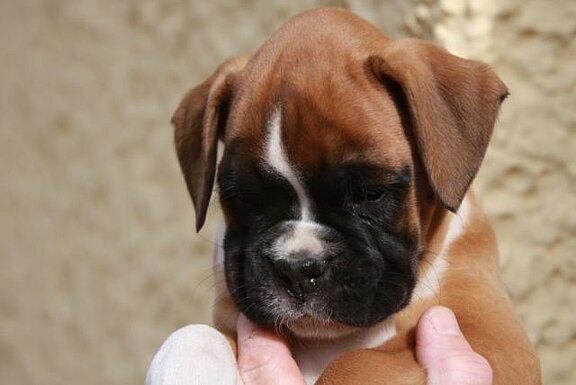 Ferris vom Lankwitzer Orden - Daten-Stand Ferris vom Lankwitzer Orden - Daten-Stand