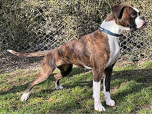 Mimi vom Lankwitzer Orden Mimi vom Lankwitzer Orden