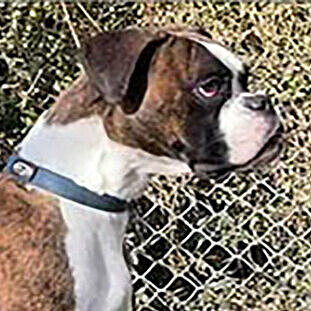 Mimi vom Lankwitzer Orden Mimi vom Lankwitzer Orden