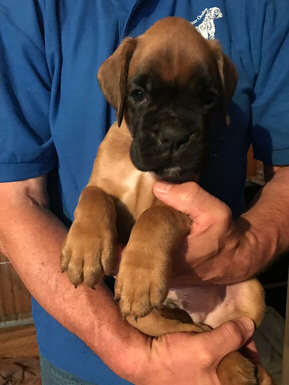 Nash vom Lankwitzer Orden - Tag 38 Nash vom Lankwitzer Orden - Tag 38